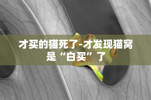 才買的貓死了-才發現貓窩是“白買”了