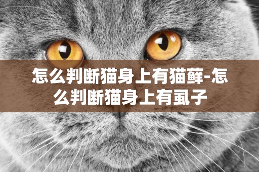 怎么判斷貓身上有貓蘚-怎么判斷貓身上有虱子