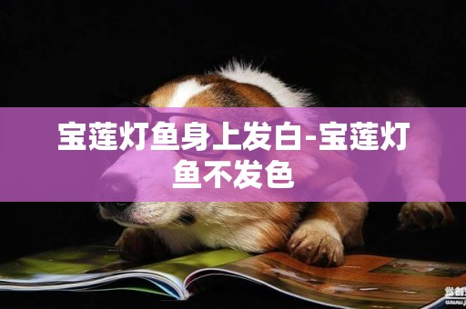 寶蓮燈魚身上發白-寶蓮燈魚不發色