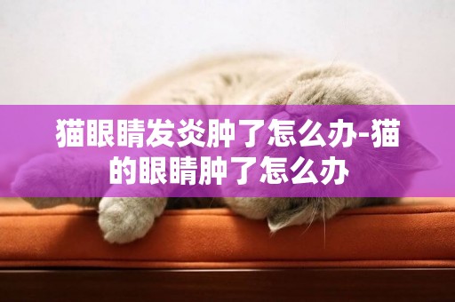 貓眼睛發炎腫了怎么辦-貓的眼睛腫了怎么辦