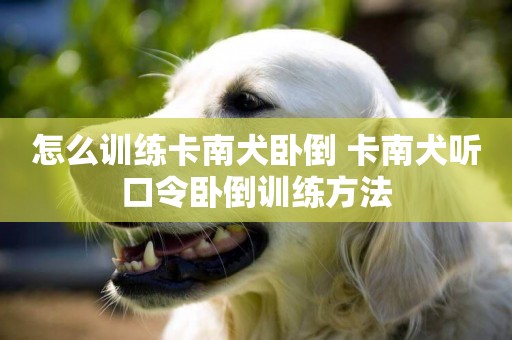 怎么訓練卡南犬臥倒 卡南犬聽口令臥倒訓練方法