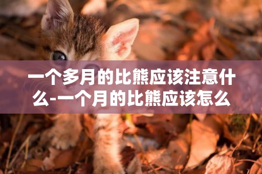 一個多月的比熊應該注意什么-一個月的比熊應該怎么喂養