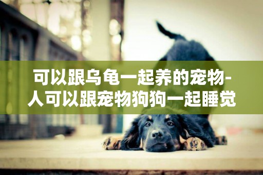 可以跟烏龜一起養的寵物-人可以跟寵物狗狗一起睡覺嗎