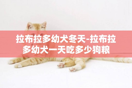 拉布拉多幼犬冬天-拉布拉多幼犬一天吃多少狗糧