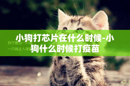 小狗打芯片在什么時候-小狗什么時候打疫苗