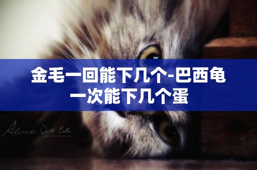 金毛一回能下幾個-巴西龜一次能下幾個蛋