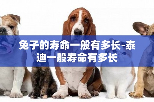 兔子的壽命一般有多長-泰迪一般壽命有多長