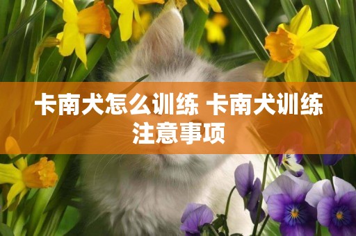 卡南犬怎么訓練 卡南犬訓練注意事項