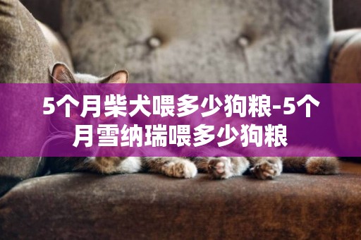 5個月柴犬喂多少狗糧-5個月雪納瑞喂多少狗糧