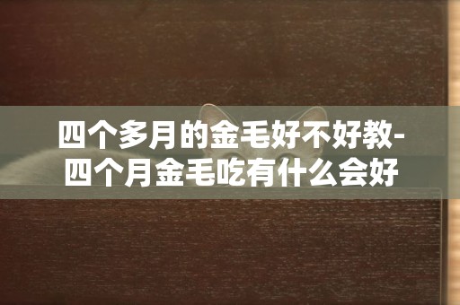四個多月的金毛好不好教-四個月金毛吃有什么會好