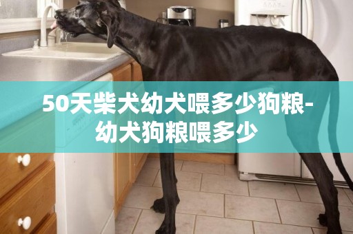 50天柴犬幼犬喂多少狗糧-幼犬狗糧喂多少