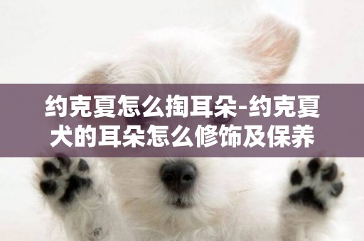 約克夏怎么掏耳朵-約克夏犬的耳朵怎么修飾及保養