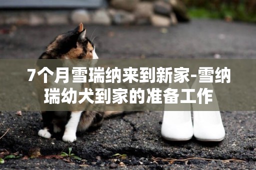 7個月雪瑞納來到新家-雪納瑞幼犬到家的準備工作