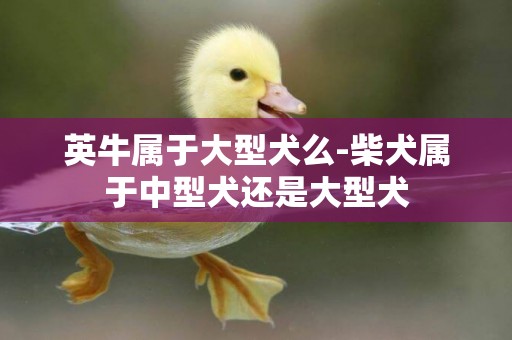 英牛屬于大型犬么-柴犬屬于中型犬還是大型犬