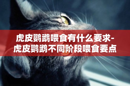 虎皮鸚鵡喂食有什么要求-虎皮鸚鵡不同階段喂食要點