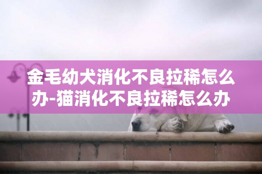 金毛幼犬消化不良拉稀怎么辦-貓消化不良拉稀怎么辦