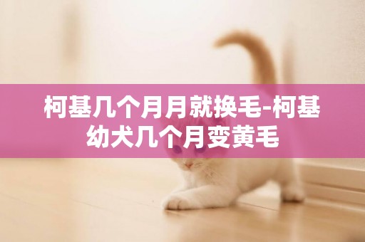 柯基幾個月月就換毛-柯基幼犬幾個月變黃毛