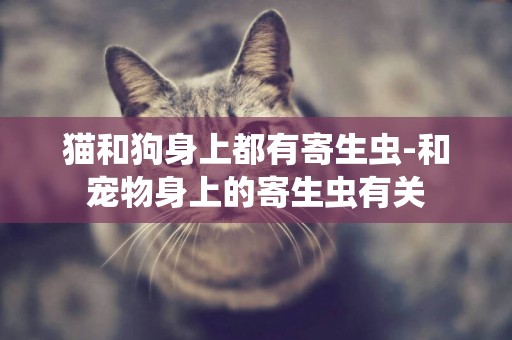 貓和狗身上都有寄生蟲-和寵物身上的寄生蟲有關