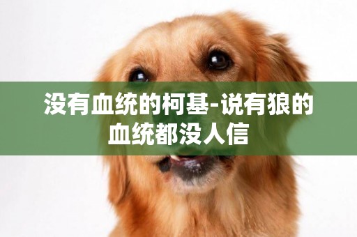 沒有血統的柯基-說有狼的血統都沒人信