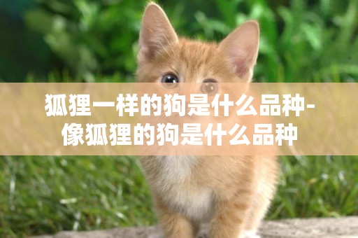 狐貍一樣的狗是什么品種-像狐貍的狗是什么品種