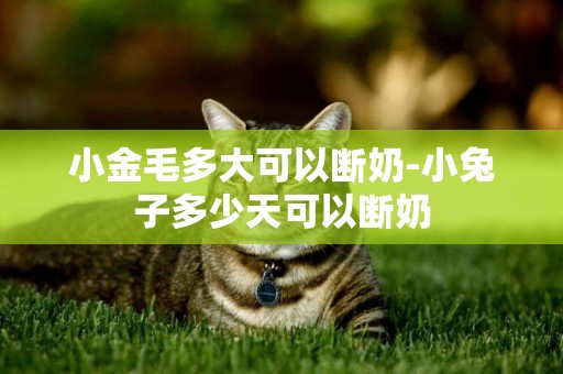 小金毛多大可以斷奶-小兔子多少天可以斷奶