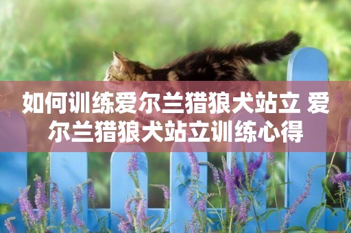 如何訓練愛爾蘭獵狼犬站立 愛爾蘭獵狼犬站立訓練心得