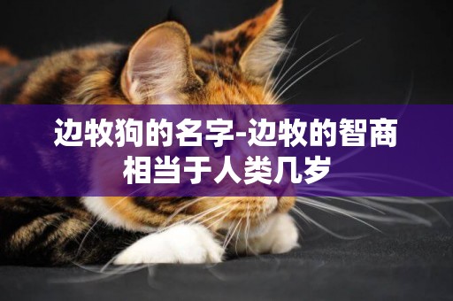 邊牧狗的名字-邊牧的智商相當于人類幾歲