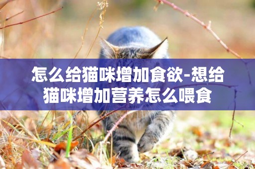 怎么給貓咪增加食欲-想給貓咪增加營養怎么喂食