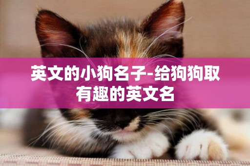 英文的小狗名子-給狗狗取有趣的英文名