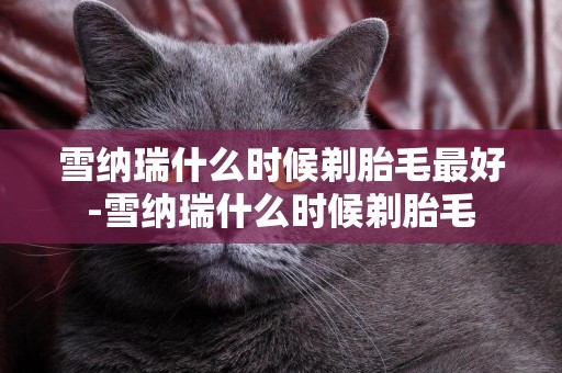 雪納瑞什么時候剃胎毛最好-雪納瑞什么時候剃胎毛