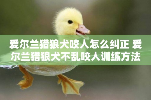 愛爾蘭獵狼犬咬人怎么糾正 愛爾蘭獵狼犬不亂咬人訓練方法