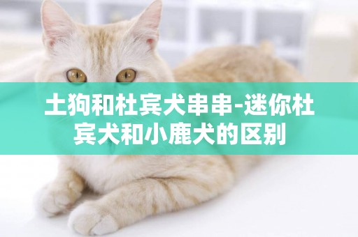土狗和杜賓犬串串-迷你杜賓犬和小鹿犬的區別