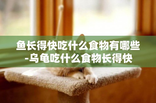 魚長得快吃什么食物有哪些-烏龜吃什么食物長得快