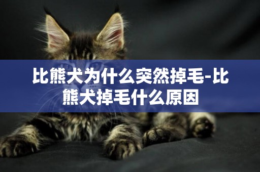 比熊犬為什么突然掉毛-比熊犬掉毛什么原因