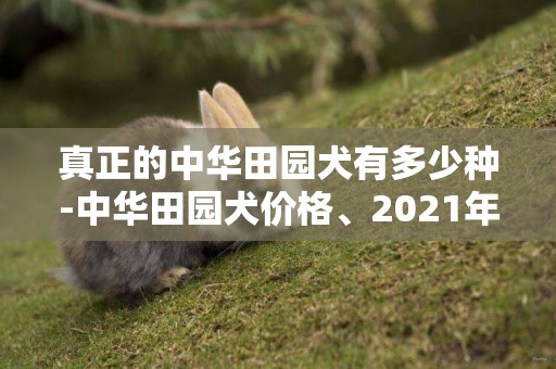 真正的中華田園犬有多少種-中華田園犬價格、2021年純種中華田園犬多少錢一只