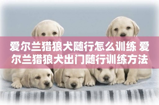 愛爾蘭獵狼犬隨行怎么訓練 愛爾蘭獵狼犬出門隨行訓練方法