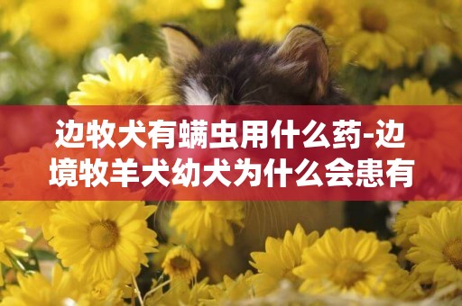 邊牧犬有螨蟲用什么藥-邊境牧羊犬幼犬為什么會患有耳螨