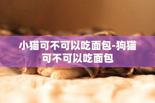 小貓可不可以吃面包-狗貓可不可以吃面包