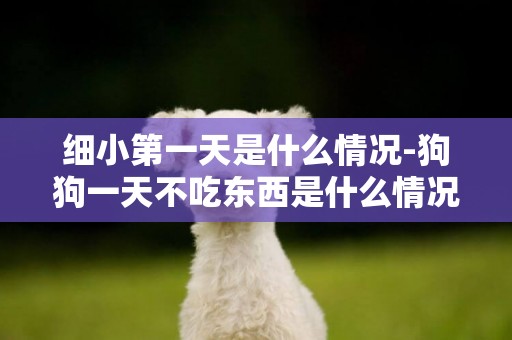 細小第一天是什么情況-狗狗一天不吃東西是什么情況