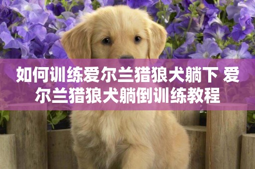 如何訓練愛爾蘭獵狼犬躺下 愛爾蘭獵狼犬躺倒訓練教程