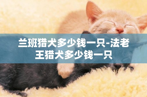 蘭班獵犬多少錢一只-法老王獵犬多少錢一只