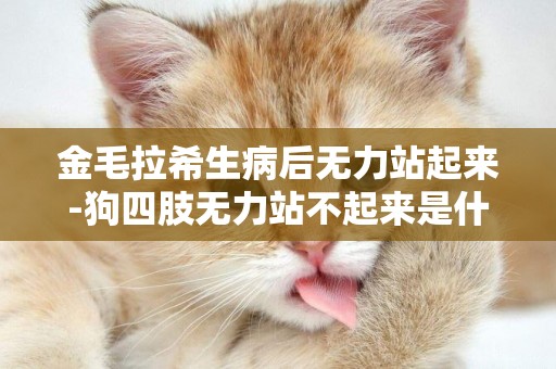 金毛拉希生病后無力站起來-狗四肢無力站不起來是什么病