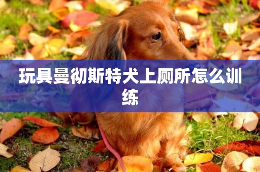 玩具曼徹斯特犬上廁所怎么訓練