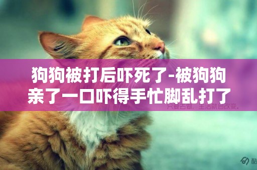 狗狗被打后嚇死了-被狗狗親了一口嚇得手忙腳亂打了一套組合拳
