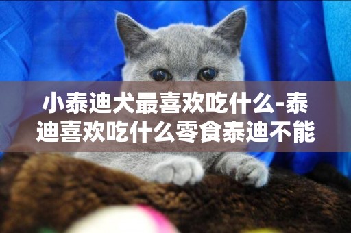 小泰迪犬最喜歡吃什么-泰迪喜歡吃什么零食泰迪不能吃什么零食