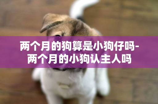 兩個月的狗算是小狗仔嗎-兩個月的小狗認主人嗎