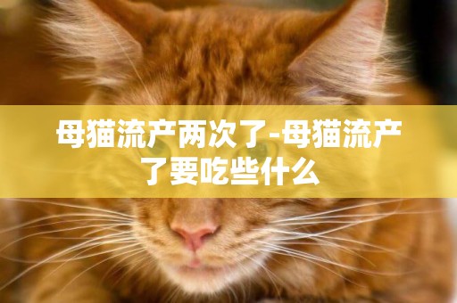 母貓流產兩次了-母貓流產了要吃些什么