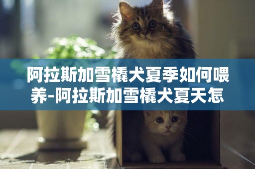 阿拉斯加雪橇犬夏季如何喂養-阿拉斯加雪橇犬夏天怎么護理