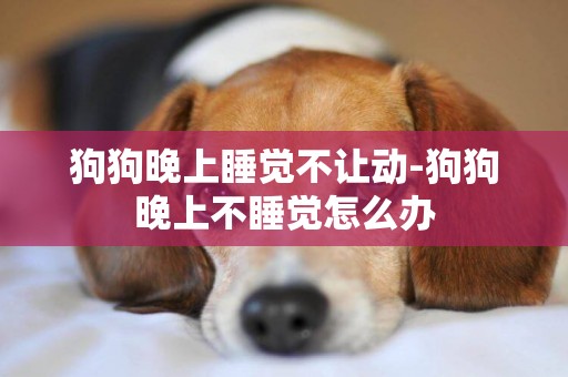 狗狗晚上睡覺不讓動-狗狗晚上不睡覺怎么辦
