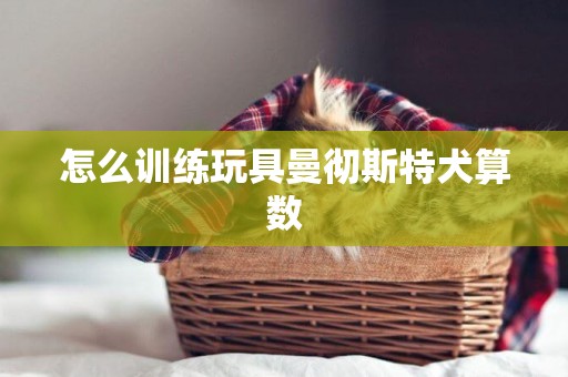 怎么訓練玩具曼徹斯特犬算數